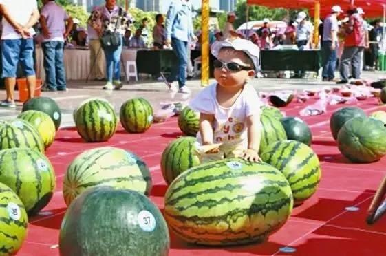 吃瓜大赛在线播放,在线观看，笑料横生的娱乐盛宴